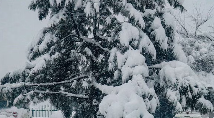 আফগানিস্তানে তুষারপাতে ১৫ জন নিহত